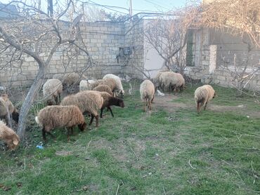 Qoyunlar, qoçlar: Məhsul: Qoyun sürüsü ana bala heyvanlardlr.icinde qocda var.hamlsl — 1