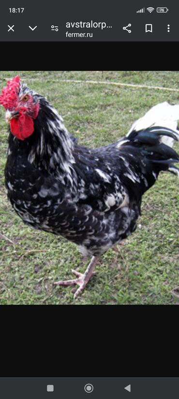 купить перепелиные яйца инкубационные: В продаже инкубационное яйцо чёрно-пёстрого Австролопа