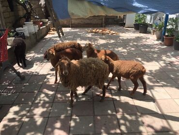 balaca quzular: Dişi, Qala, il: 1, 50 kq, Damazlıq, Ünvandan götürmə