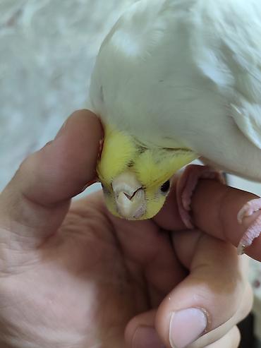 ordek yumurtası satışı: Məhsul: Sarı-albino nimfa tutuquşu (Cockatiel)yas. yarimliq. disi — 4