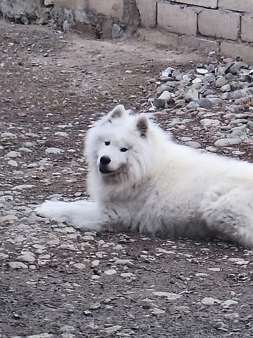 heyvanların sexsi: Samoyed, Erkək — 1