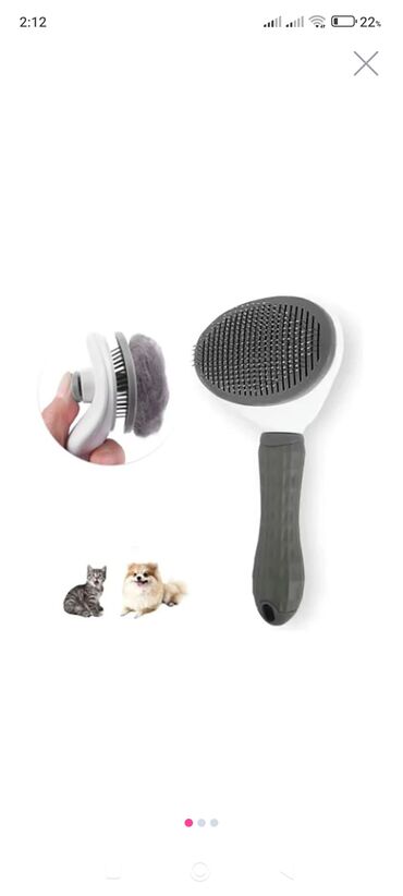 Pişiklər: Şotland, Dişi, Yaxşı əllərə, Pulsuz çatdırılma — 11