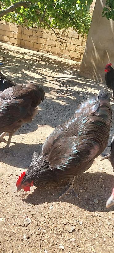 Toyuqlar: Toyuq, Australorp, Damazlıq — 4