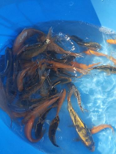 Рыбы: Коя, малёк карпа Кои — 7