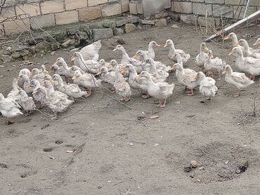 Ördəklər: Dilli ordekler — 10