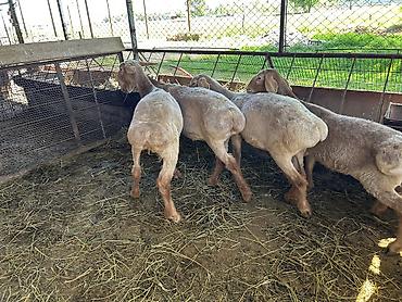 Баран, овца: Продаю | Ягненок | Арашан | Для разведения | Племенные — 11