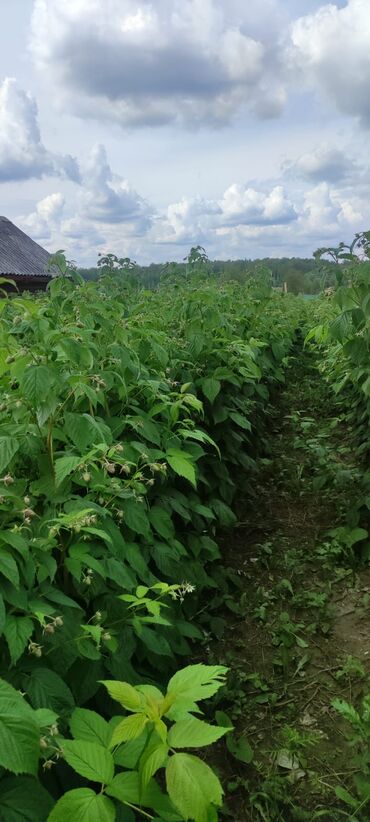 Фрукты и ягоды: √ Мапема Полонез кочот малина сажены √Элитный сорт 100% таттуу бийик — 2