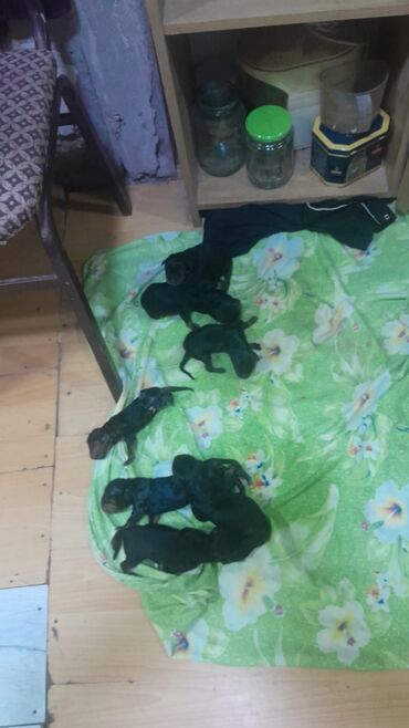 İtlər: Rotveyler, 1 ay, Erkek, Pulsuz çatdırılma
