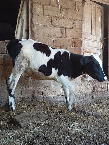 dana danq: 5 aylıq ivanofqa sortundan erkek dana satılır unvan bine savxo 1650 m — 4