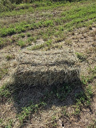 🌾 Сено после семенника 🌾 Продам сено, после обмолота. кастра Без at lalafo.kg 🌾 Сено после семенника 🌾 Продам сено, после обмолота. кастра Без