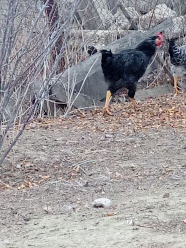 Toyuqlar: Toyuq, Ətlik -da lalafo.az — 4 Toyuqlar: Toyuq, Ətlik — 4