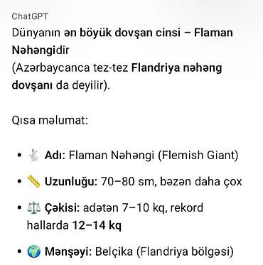quzu qiyməti: Salam təmiz qan ətlik Flandr (Flemish Giant) yenidən doğuş olub — 2