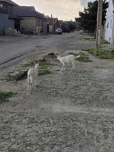 labrador satilir: Erkək, il: 3, Südlük, Ünvandan götürmə — 2