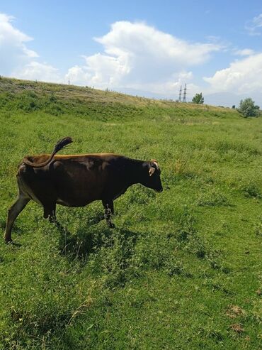 Коровы, быки: Продаю | | Полукровка, Алатауская | Для разведения, Для молока | Стельные