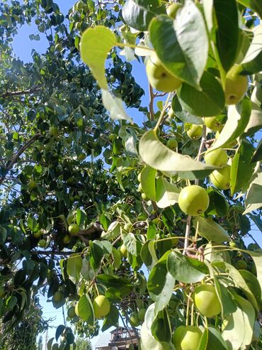 Продажа домов: Дом, 300 м², 4 комнаты, Собственник, Косметический ремонт at lalafo.kg — 17 Продажа домов: Дом, 300 м², 4 комнаты, Собственник, Косметический ремонт — 17