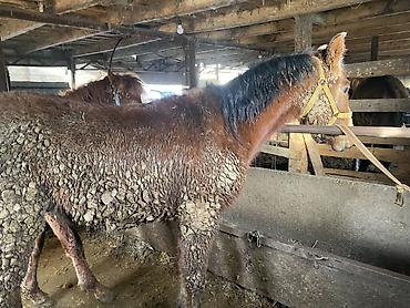 Лошади, кони: Продаю | Жеребенок | Для разведения — 3