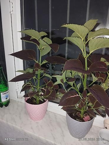 ev bitkisi: Kolyoz (Coleus) dekorativ yarpaqlı otaq bitkisi – qablarda şitillər və — 6
