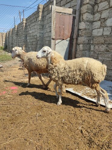 Qoyunlar, qoçlar: Dişi, il: 2, Damazlıq, Südlük, Ətlik