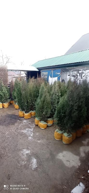 Туя: СРОЧНО ПРОДАЮТСЯ ТУИ❗❗❗ 200 ШТУК❗❗❗ СОРТ КНИЖКА — 8