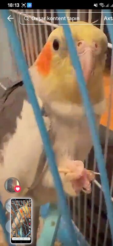 Tutuquşları: Məhsul: KORELLA tutuquşusu (Cockatiel) Təsvir: - Ağ-boz bədən rəngi — 9