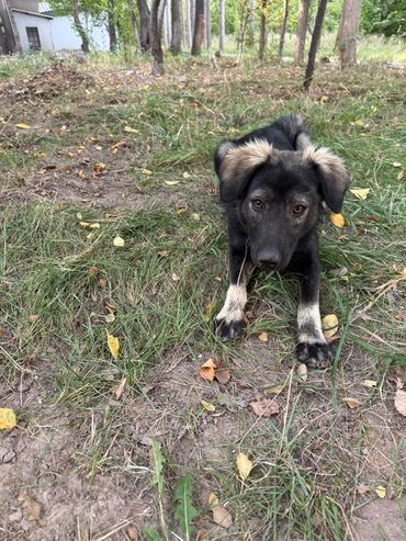 шарпей купить щенка: 1 жаш, Эркек, Эмделген