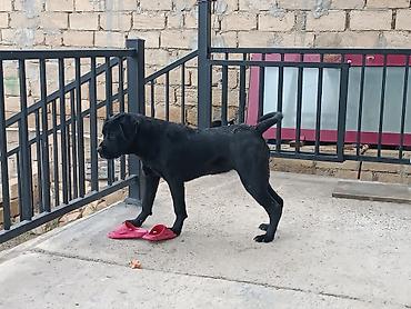 kone kors: Kane-Korso, 8 ay, Dişi, Ödənişli çatdırılma — 1