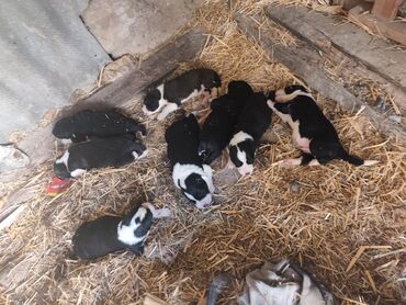 Продажа собак: Алабай, 1 месяц, Самец