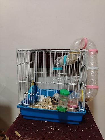 heyvan bazari 2020: Hamster. 4 eded ağ renk qefesle birlikde satlir qewenkdiler — 1
