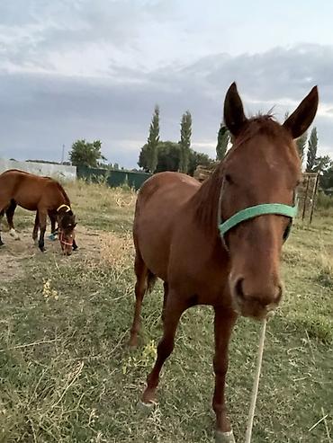 Продам с/х животных: Продаю | Кобыла (самка) | Для разведения — 7