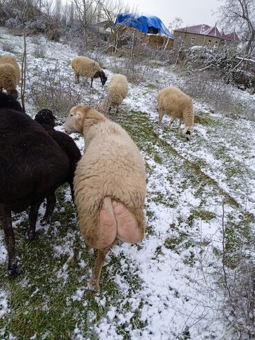 Qoyunlar, qoçlar: Dişi, il: 2, 80 kq, Damazlıq — 11
