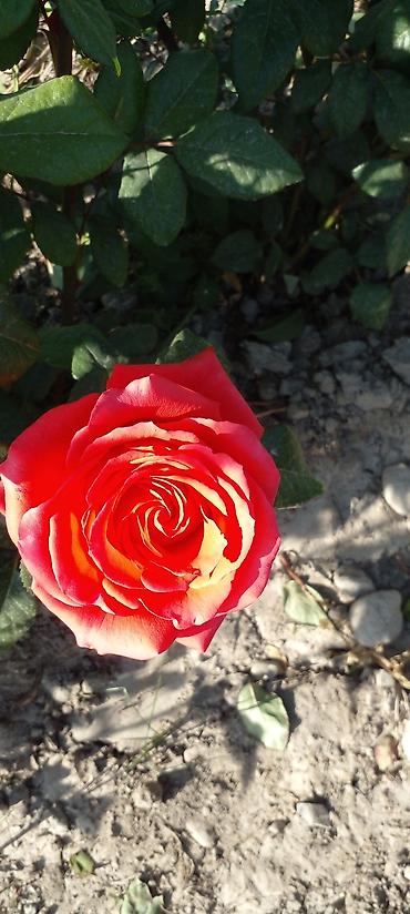 Другие товары для дома: Саженцы роз оптом — 12