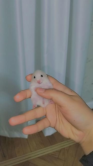 hamster satışı: 7 bala və 1 böyük hamster satılır. Qəfəs yalnız böyük hamsterlə — 2