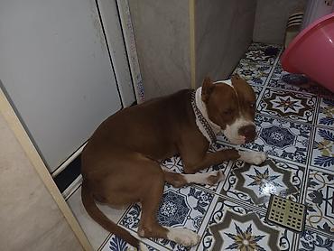 İtlər: Pitbul, Erkək — 7