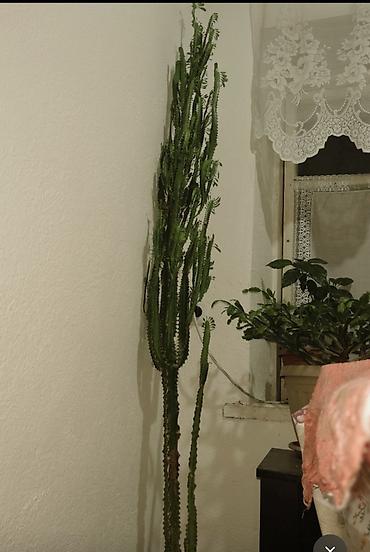фикус тинеке: Эуфорбия треугранная (Euphorbia trigona), крупное комнатное — 2