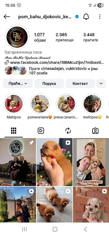 toy pudle srbija: Cistokrvni pomeranci vrhunske genetike vakcinisani. Odgaivacnica — 6