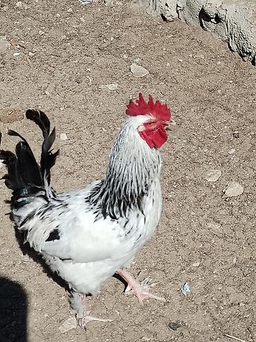 toyoq ve xoruz: Məhsul: Ayaqları tüklü xoruzlar (fotoşəkillərdə görünən müxtəlif — 7