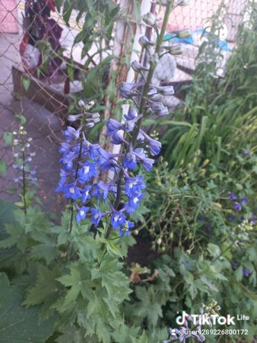 Садовые цветы и кустарники: Рассада цветка: Хризантемы — 11