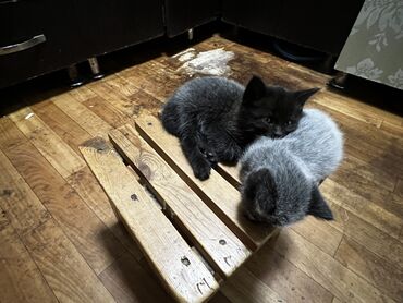 мел для животных: Продаются двое британских котят Им по 2,5 месяца Цена договорная