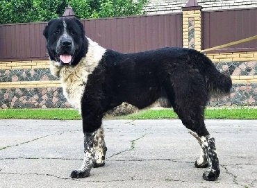 İtlər: Алабай (Alabay) Племенной питомник предлагает щенков среднеазиатской — 23