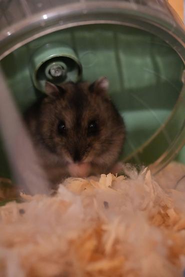 hazir yuva: Cırtdan hamster + qəfəs dəsti - Növ: cırtdan hamster (Djungarian — 5