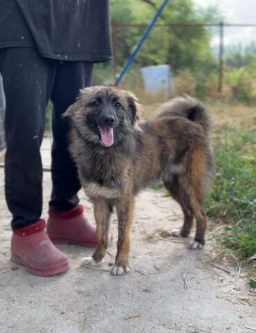 собаки бишкек: Ищем дом и ответственных хозяев для Шустрика Возраст 9 месяцев