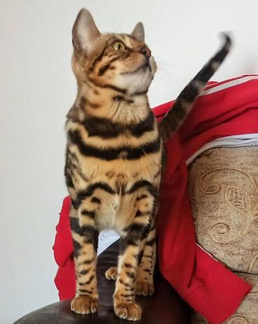 Mačke: Registrovana odgajivacnica MMaestro_bengal vam predstavlja dva — 5