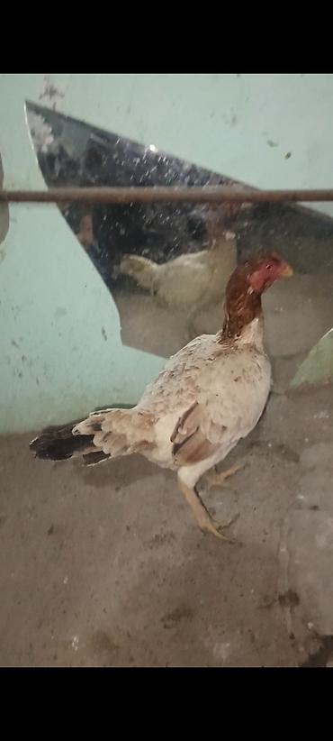damazlıq heyvanların satışı: Salam bu heyvanlarin yumurtaları satılır temiz qan heyvandilar ünvan — 4
