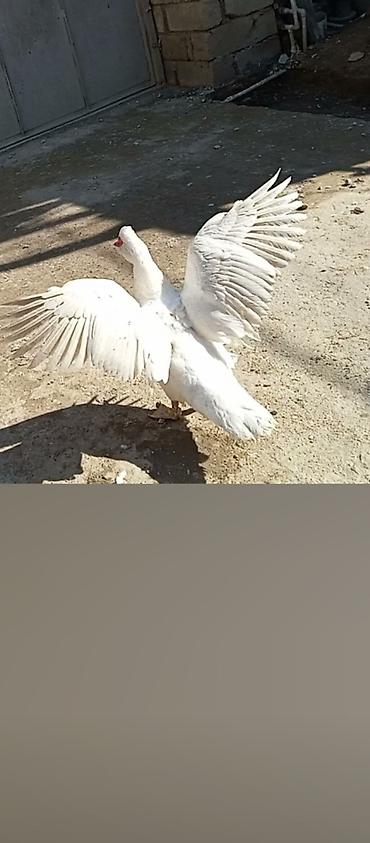 Ördəklər: TECİLİ SATİLİR 2 ERKEY 10.DİŞİ HAMSİ BİRLİKDE SATLİR KOM ŞEKLİNDE 25 — 3