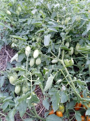 Другие услуги: Ищу бизнес партнера, инвестора, для выращивания овощей (открытый — 14