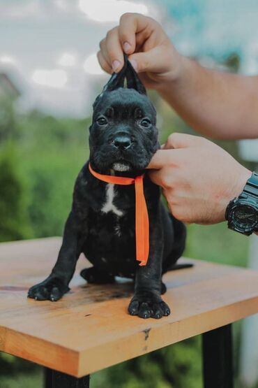 Psi: Postanite vlasnik jednog od naših vrhunskih Cane Corso štenaca — 22