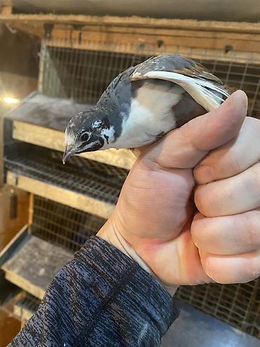 Другие с/х животные: Китайские расписные перепелки - Породы/окрасы: смешанные – тёмные — 18