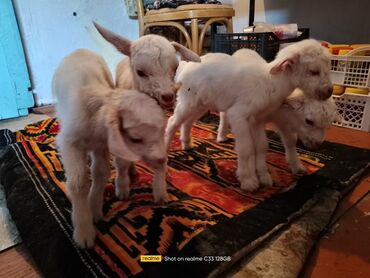 Козы, козлы: Продаю | Коза (самка) | Зааненская, Битал — 6