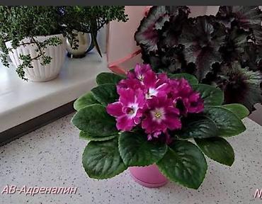 комнатные цветы даром: В продаже детки сортовых фиалок .Район Тоголок — 4