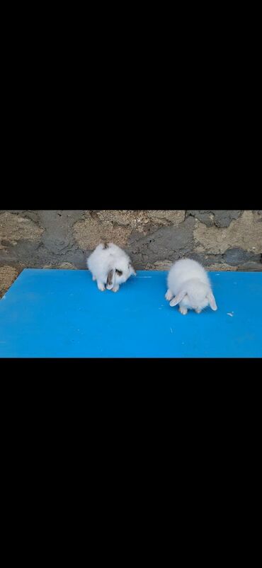 holland lop dovşan: Holand lop dovsani erkek ve dişi 2 ayliq